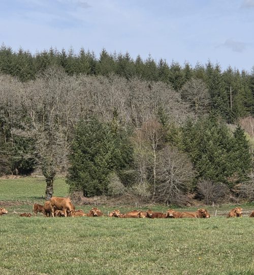 cows in forest