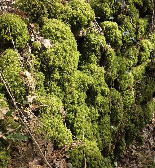 greenary